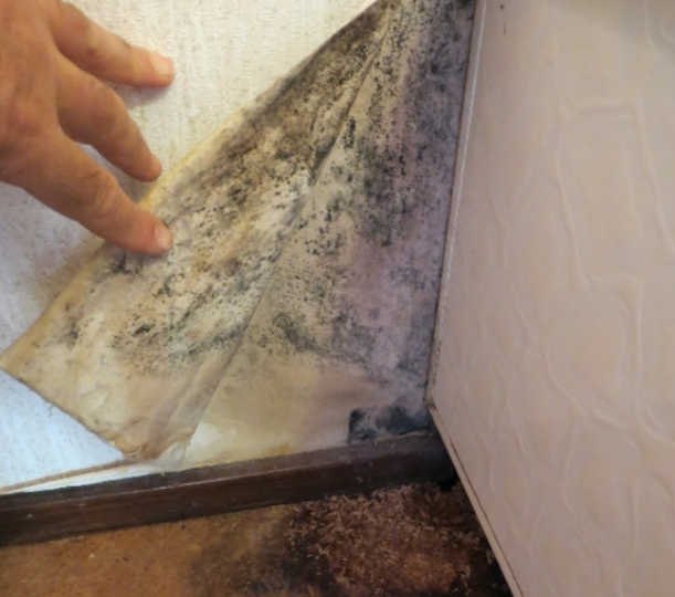Mold behind the wallpaper that was exposed due to peeling  Picture of  HomeTown Inn East Syracuse DeWitt  Tripadvisor