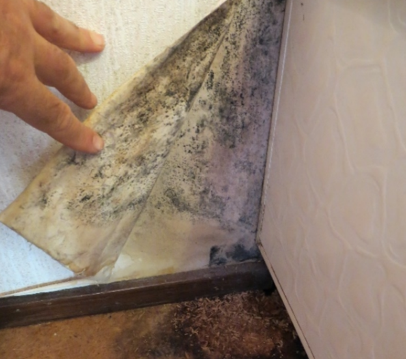 mould-behind-wallpaper.png